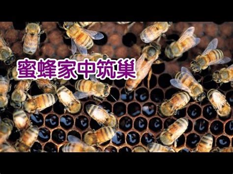 蜜蜂徵兆|【蜜蜂到家裡築巢】蜜蜂到家裡築巢：徵兆、吉凶禍福。